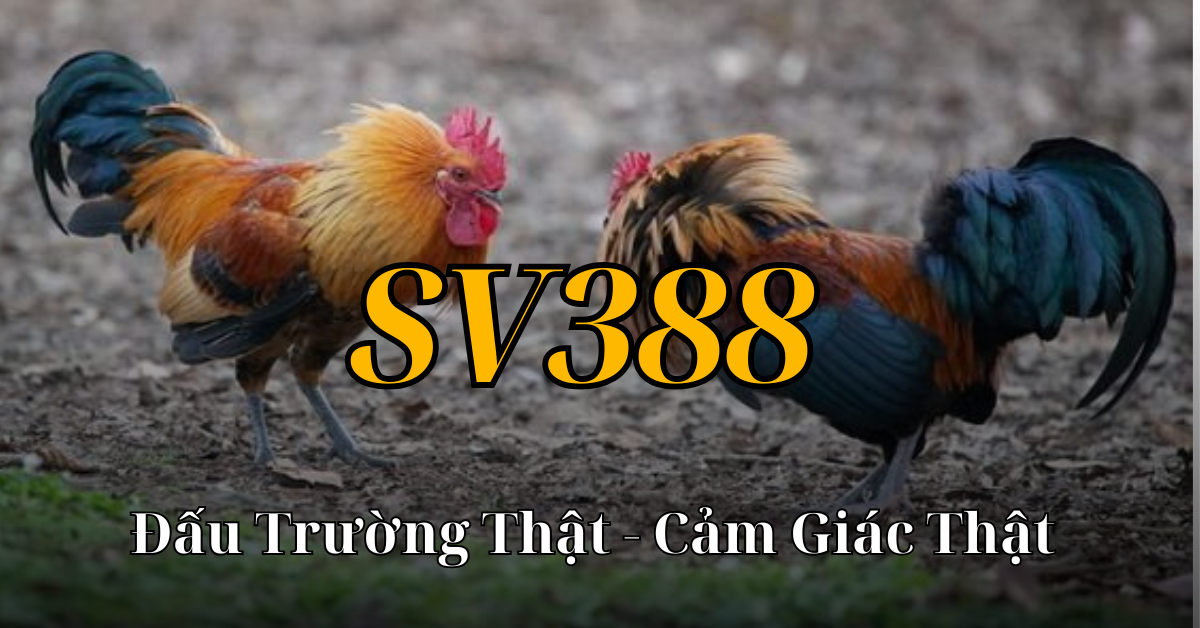 SV388-7-giong-ga-da-dinh-cao.png