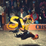 sv388