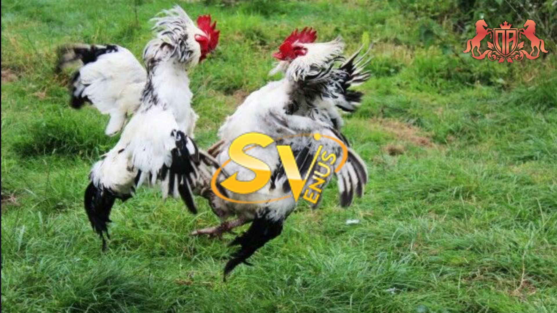 SV388 – kết hợp đá gà trực tiếp và nhiều nhóm giải trí trong một sản phẩm