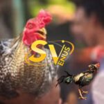 sv388
